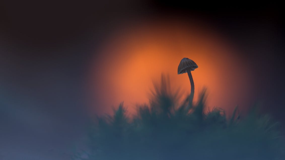 Dit zijn de 10 beste Zoom.nl-foto's van oktober