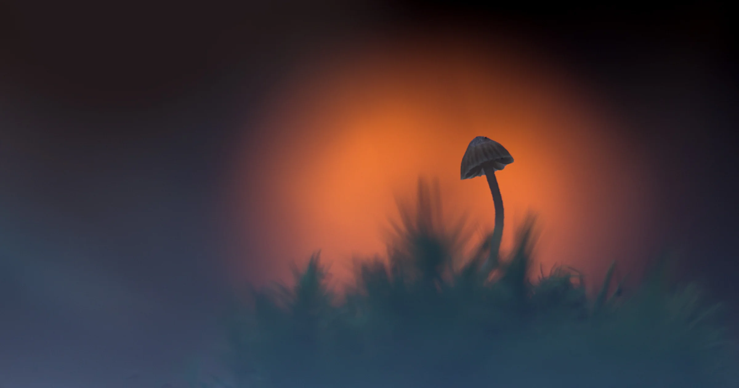 Dit zijn de 10 beste Zoom.nl-foto's van oktober