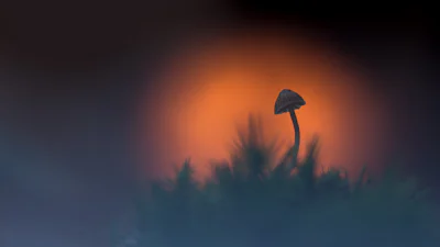 Dit zijn de 10 beste Zoom.nl-foto's van oktober