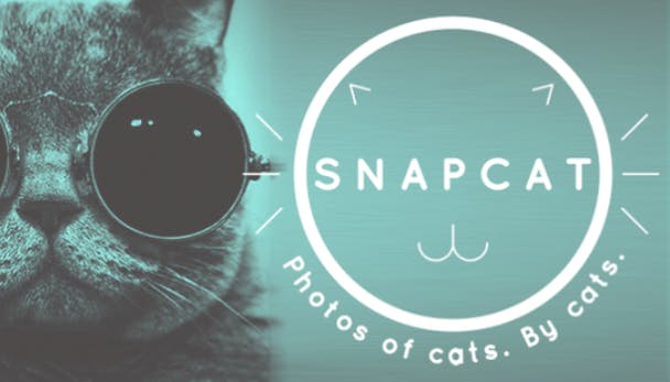 Streel het ego van je kat met Snapcat