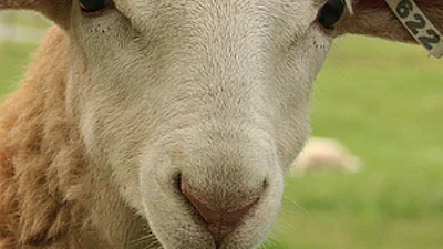 Samsung schildert Apple-gebruikers af als schapen