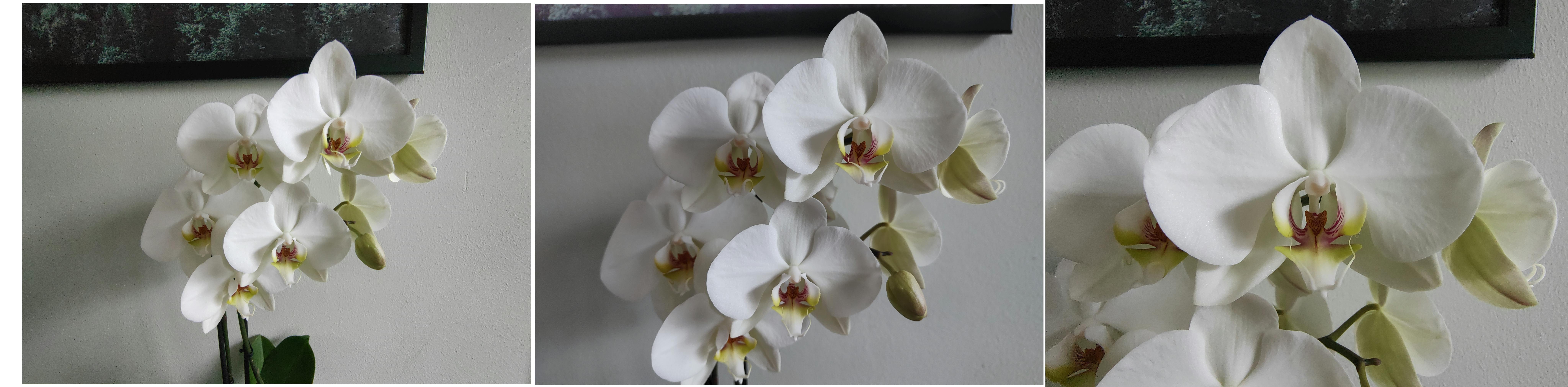 De drie zoomniveau's van de Motorola Edge 30 Fusion.