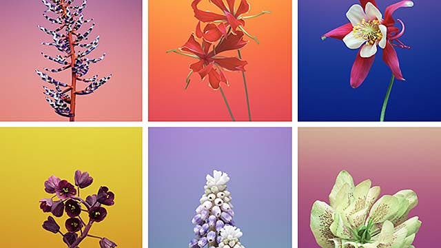 Voorzie je iOS apparaat eens van een ander behangetje