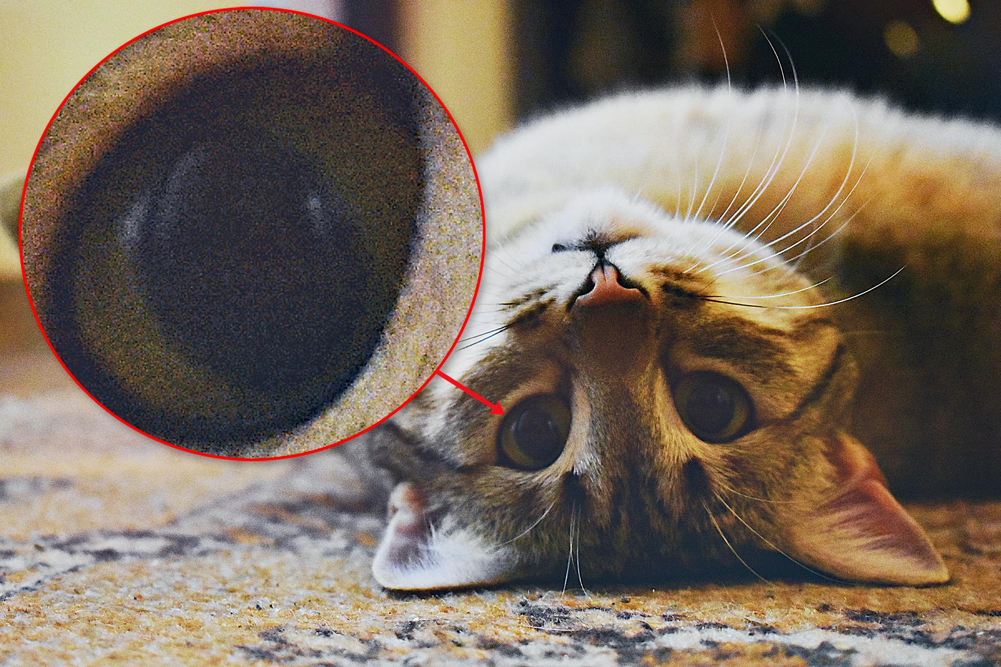 Zo ga je om met ruis in je foto's