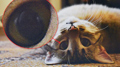 Zo ga je om met ruis in je foto's