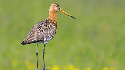 De beste natuur-apps voor buitenpret