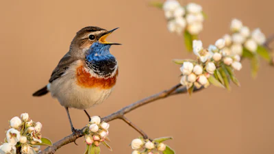 Vogelgeluiden herkennen met Raspberry Pi: Dit heb je nodig