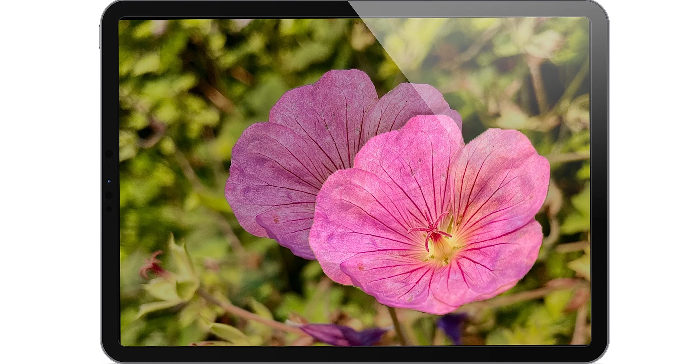 Automatisch objecten uitsnijden in foto’s met iOS (en iPadOS) 16