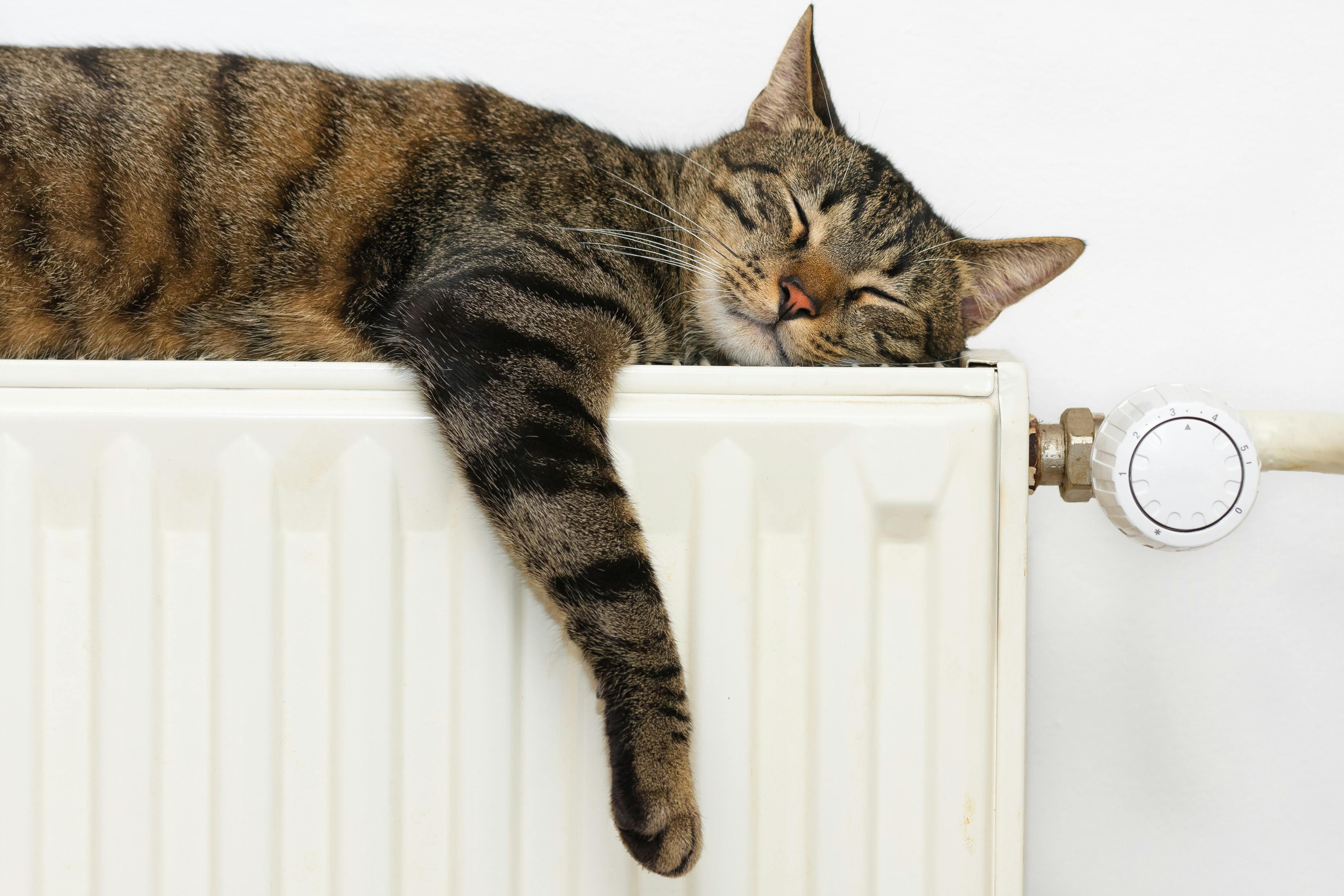Kat op radiator