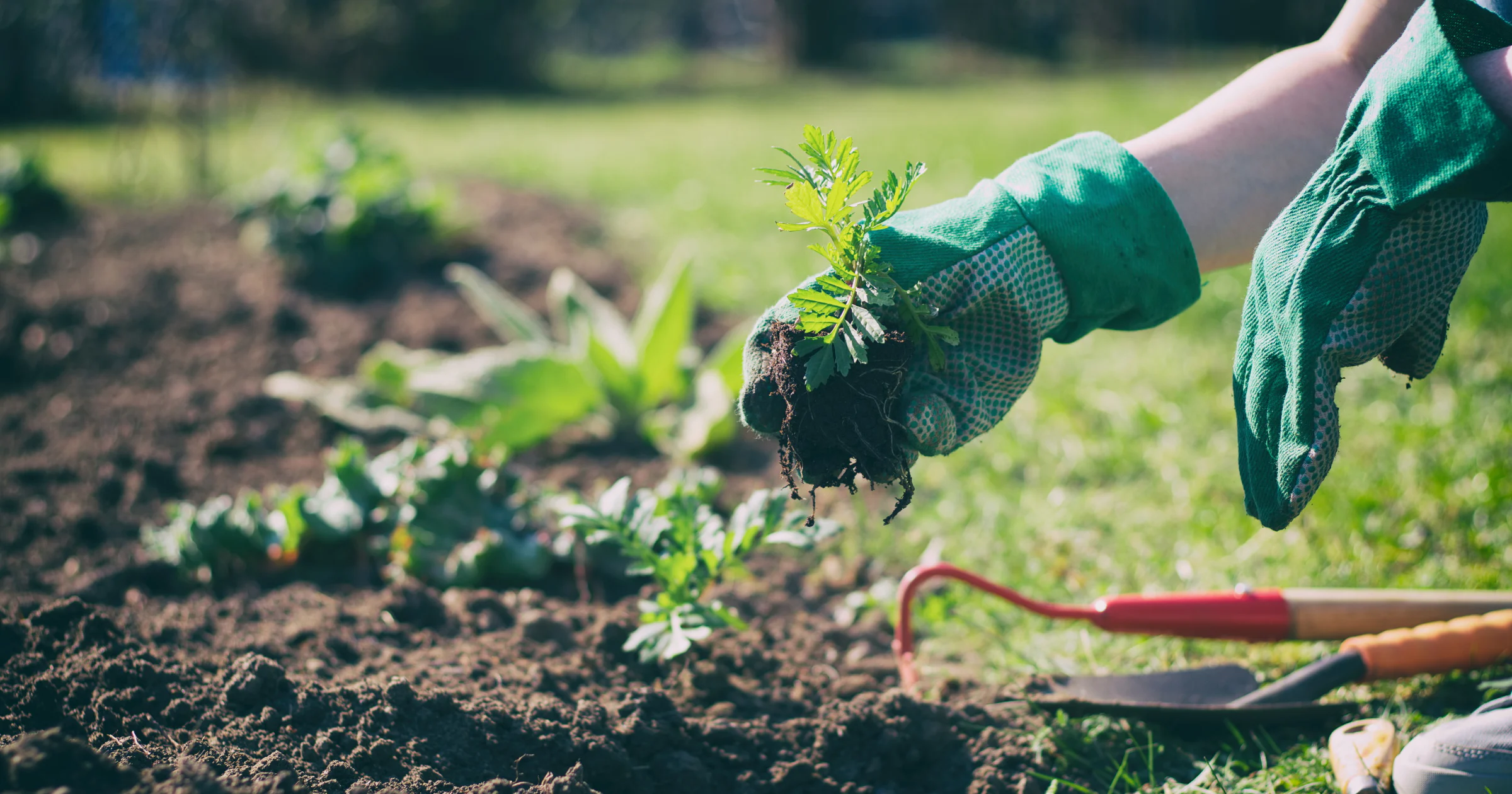 🍅 Zo maak je een moestuin - met stappenplan!