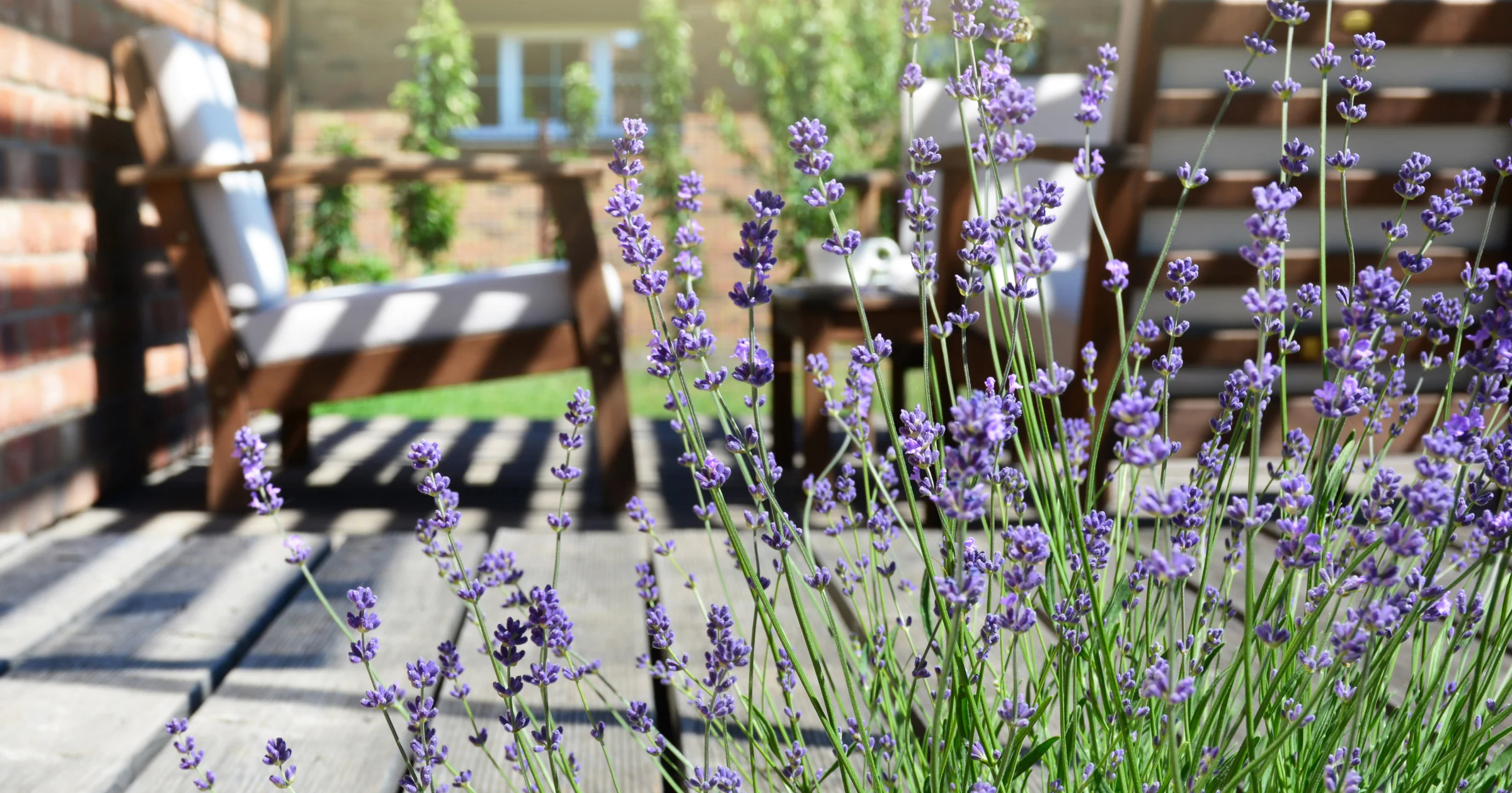 Muggen? Deze planten houden ze op afstand!