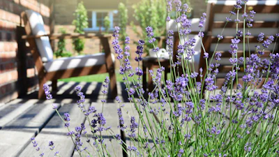 Muggen? Deze planten houden ze op afstand!