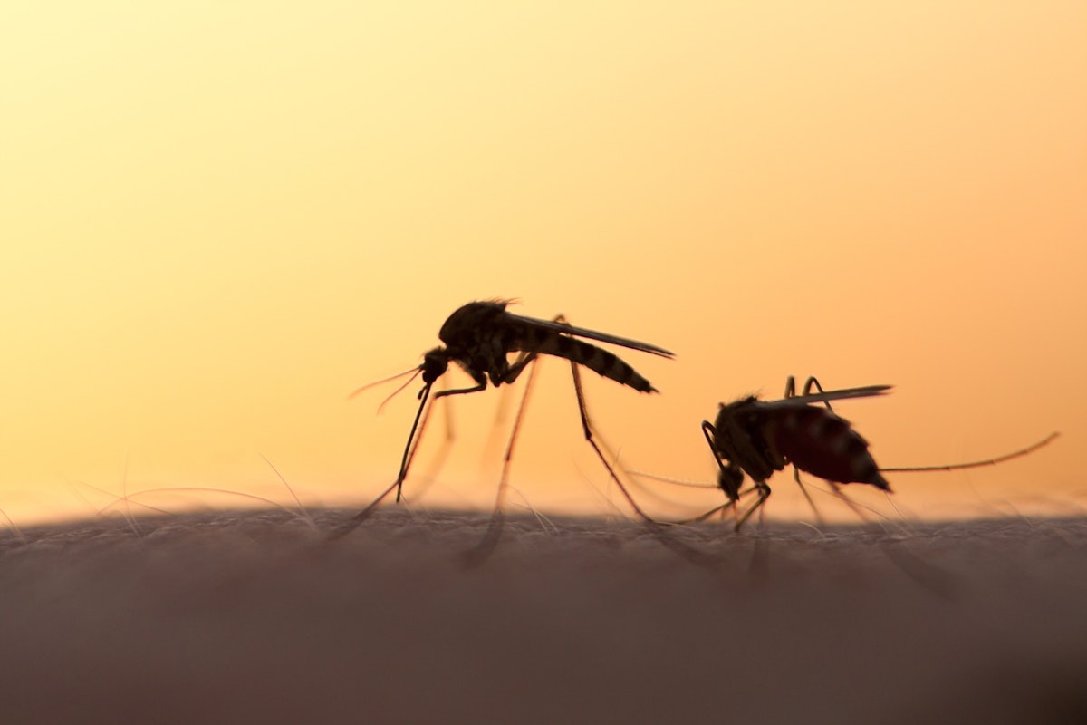 🦟 Dit kun je doen tegen muggen en muggenbeten 10 tips voor een zomer ID.nl 🦟 Dit kun je doen tegen muggen en muggenbeten 10 tips voor een zomer ID.nl