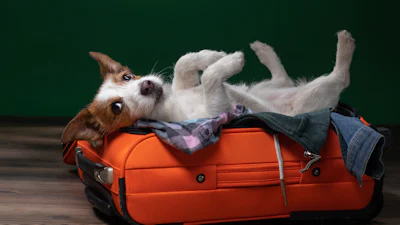 Is je huisdier verzekerd op je reisverzekering?