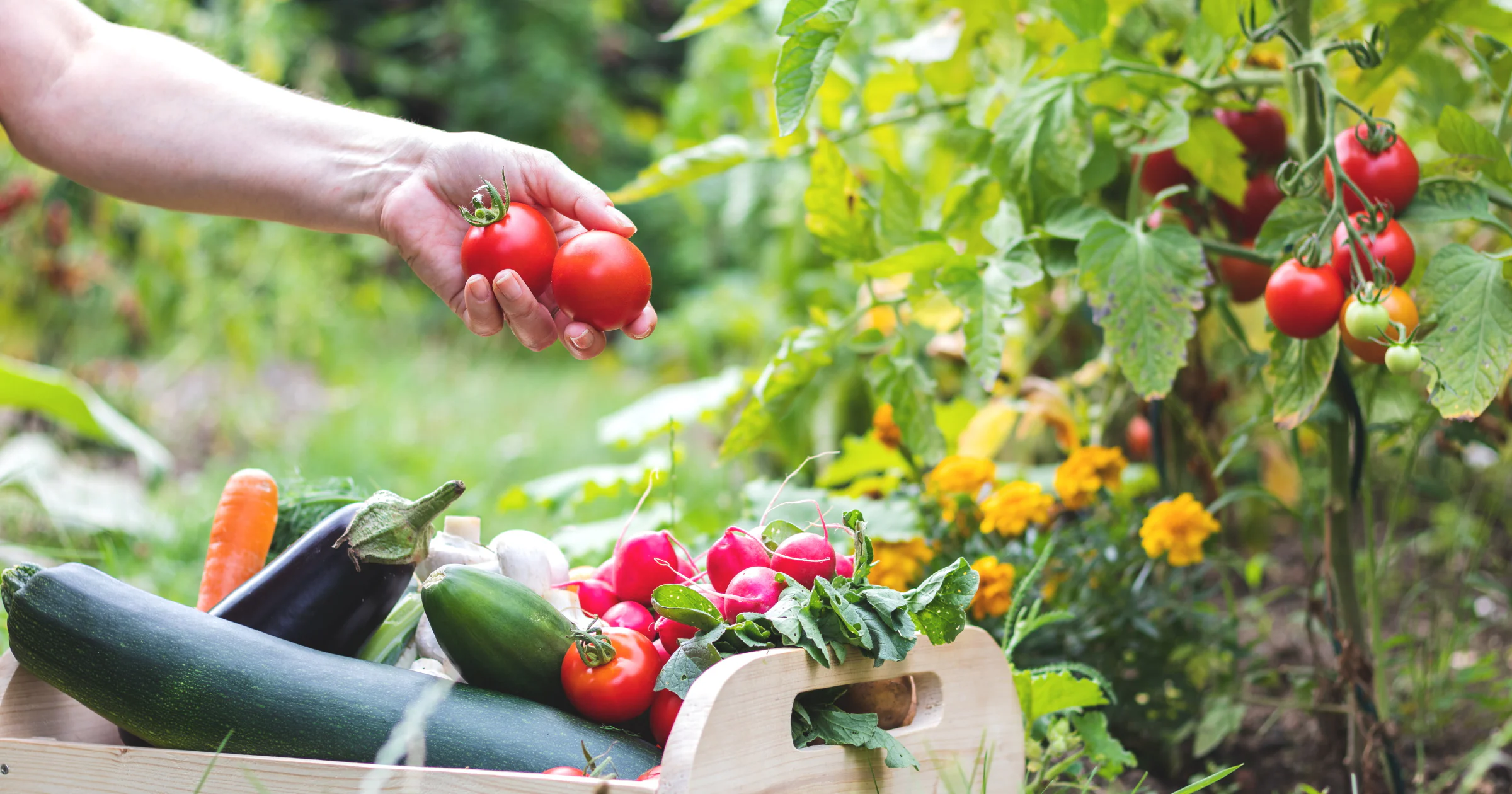 Zo bespaar je flink met groenten, fruit en kruiden uit eigen tuin*