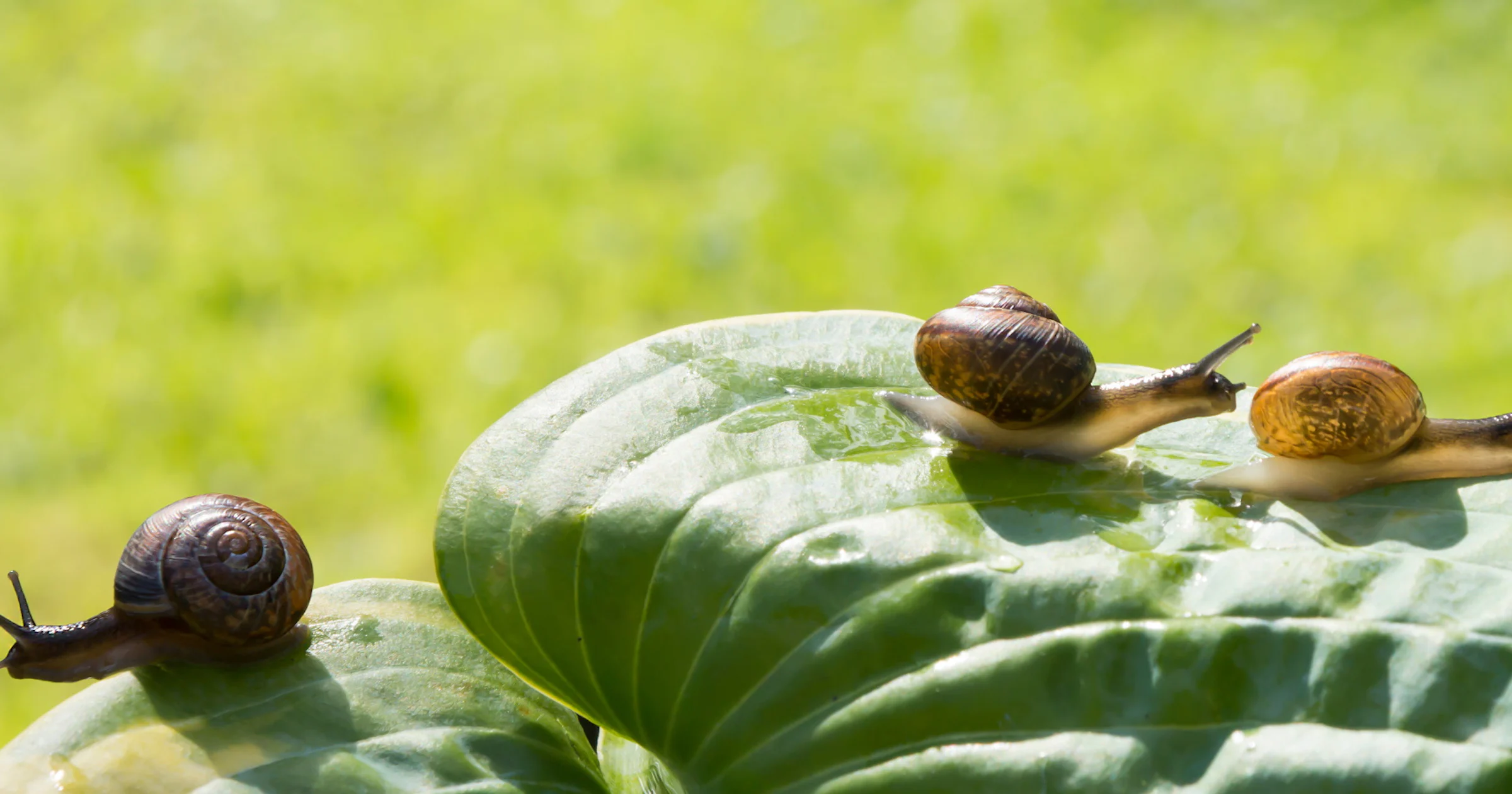 Acht manieren om je tuin te beschermen tegen ongedierte