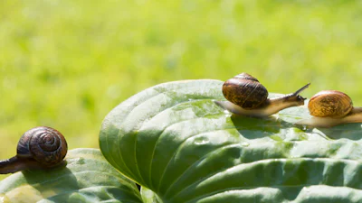 Acht manieren om je tuin te beschermen tegen ongedierte