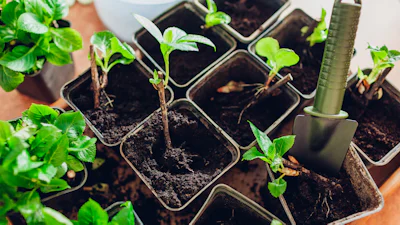 Zo stek je de planten in je tuin