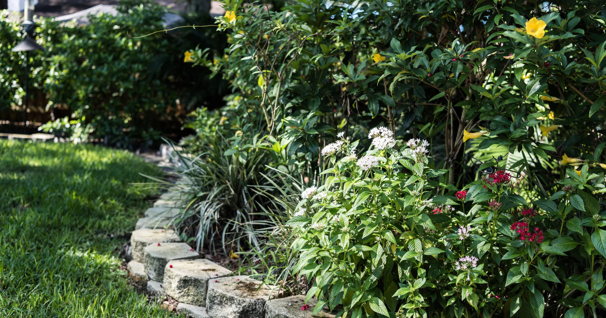 Welke planten zijn het meest geschikt voor een tuin met veel schaduw?