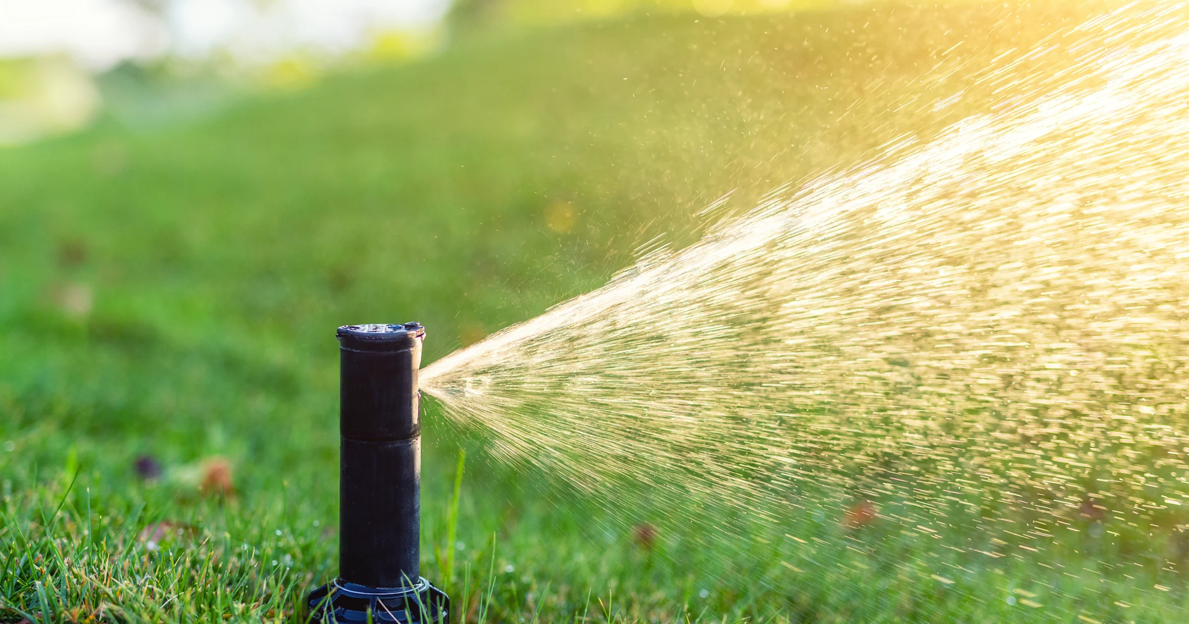 Droogte de baas: zo overleeft je tuin een droge zomer