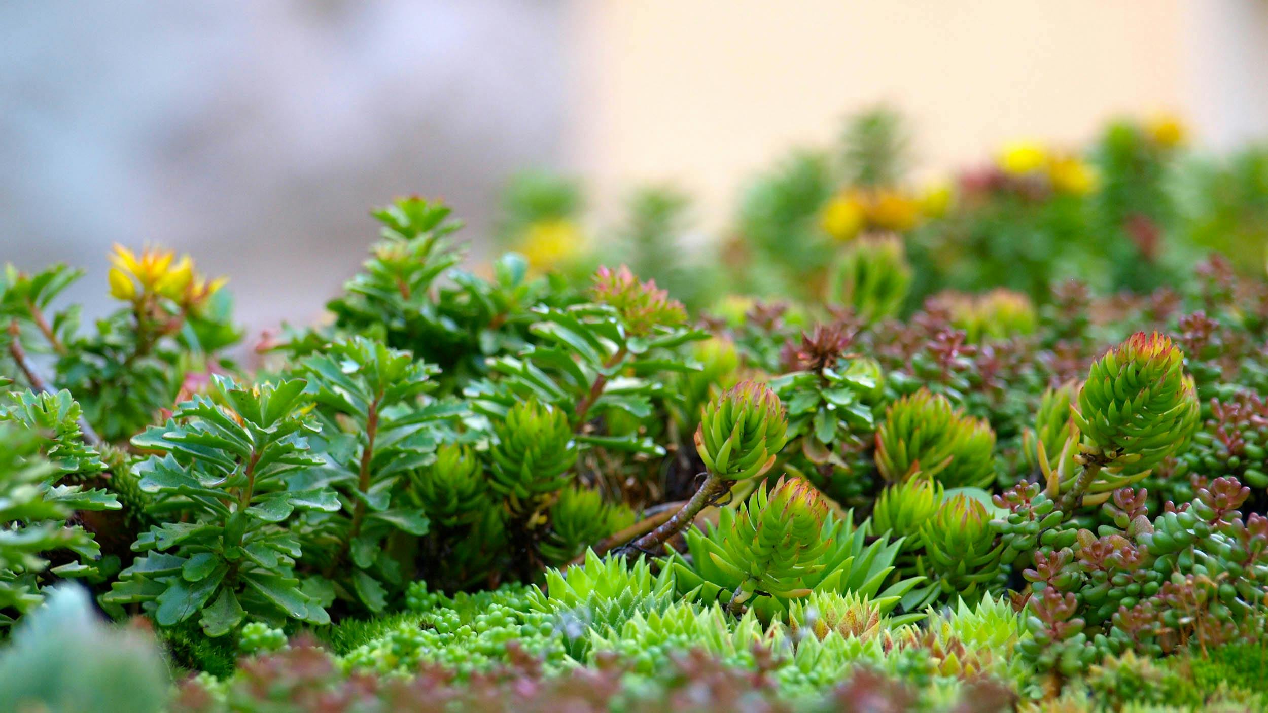 Sedum en vetplantjes close-up