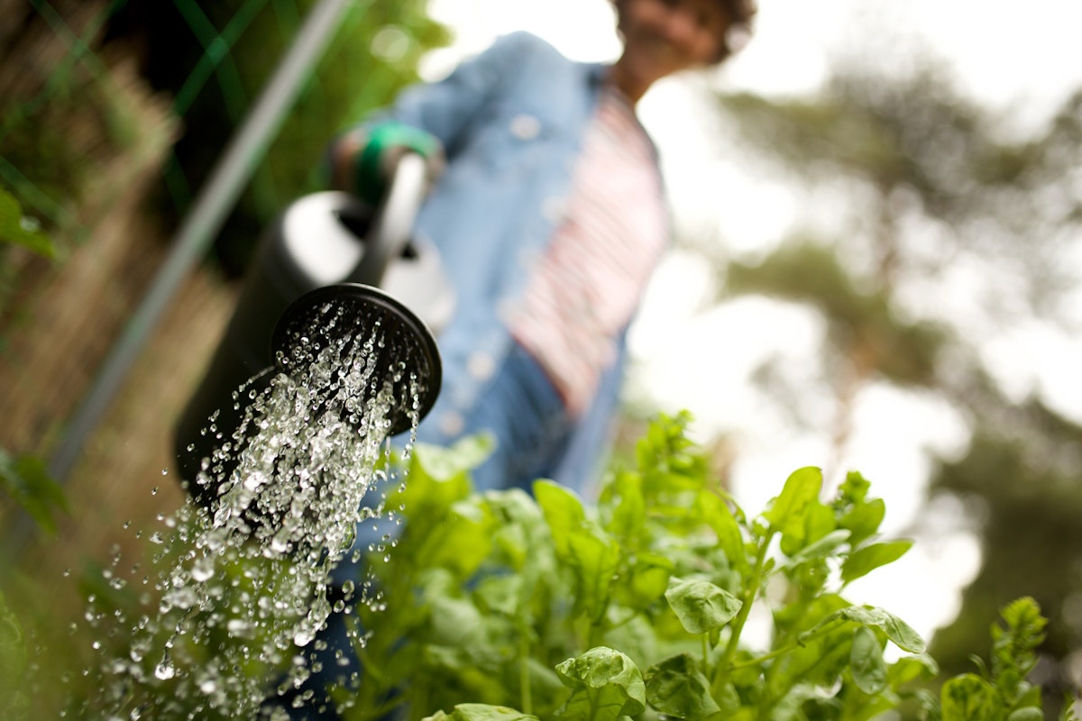 Jardinería verde: 10 x consejos para ahorrar agua en el jardín