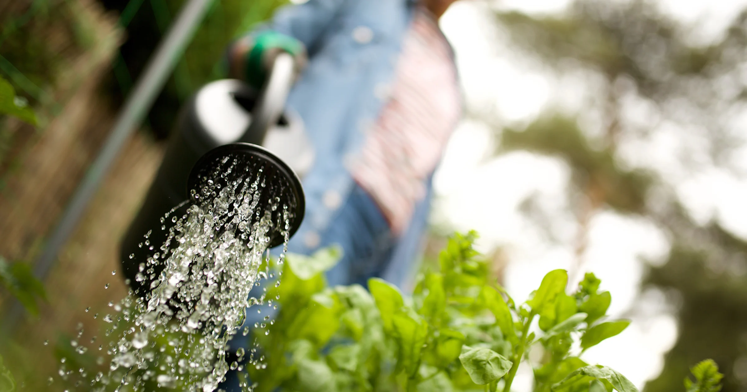 Groen tuinieren: 10 x waterbesparende tips voor de tuin
