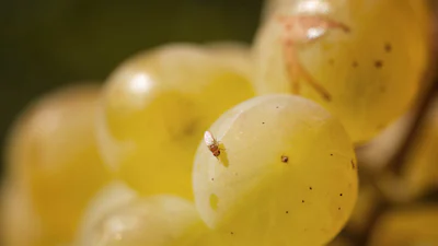 Fruitvliegjes: tips om ze te bestrijden én te voorkomen