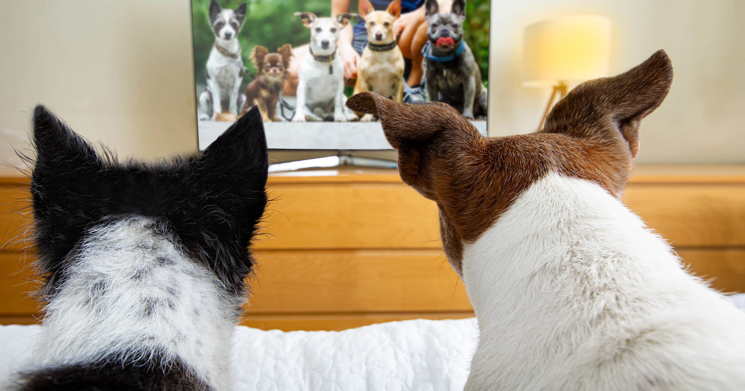 Waar voor je geld: 5 echt goede smart-tv’s van max 1000 euro