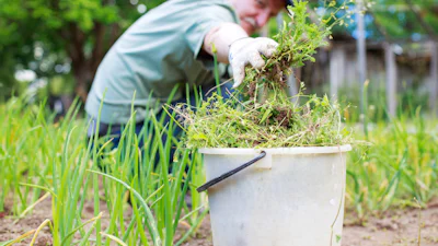 Groene alternatieven om onkruid te bestrijden
