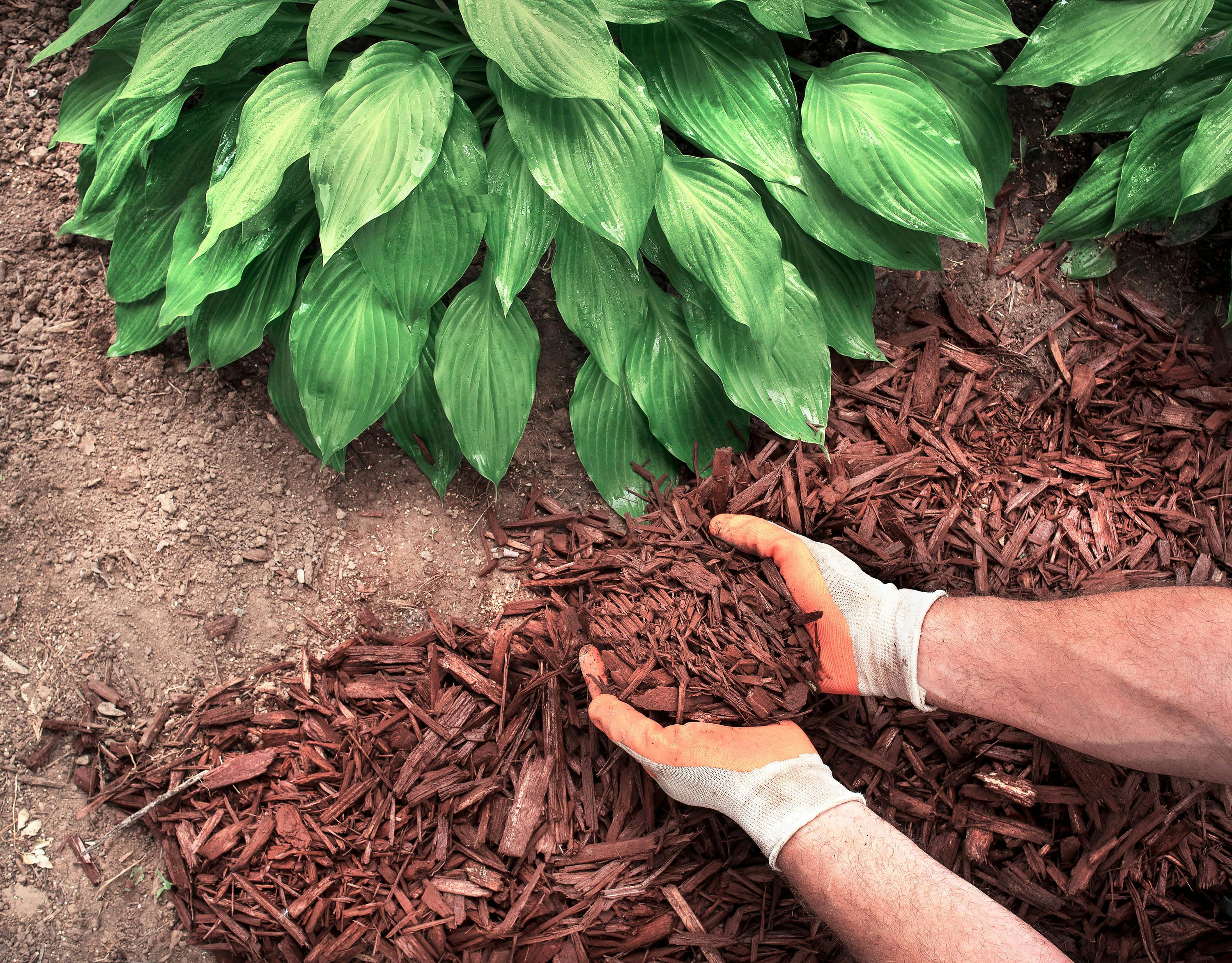 Mulchen beschermt je planten tijdens droge periodes en geeft je tuin een gezonde boost.