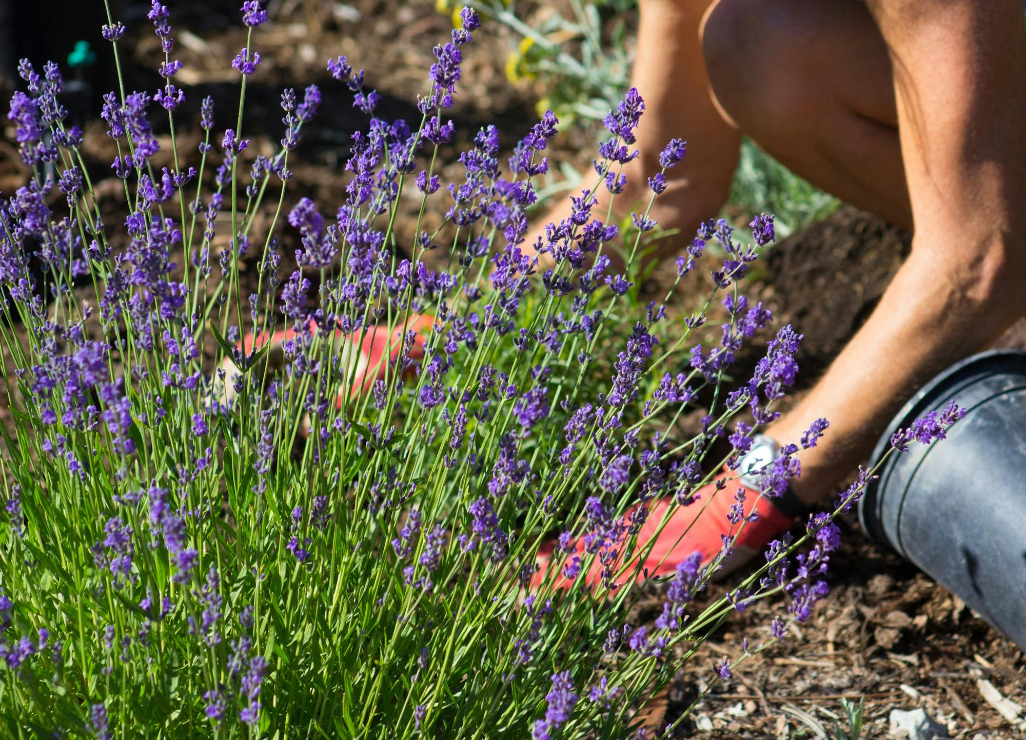 Lavendel in de tuin