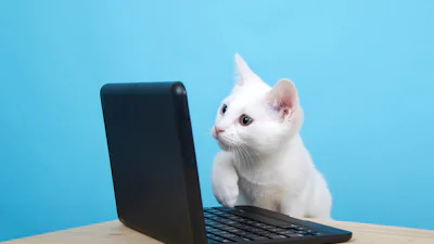 Bescherm je computer tegen de capriolen van je kat