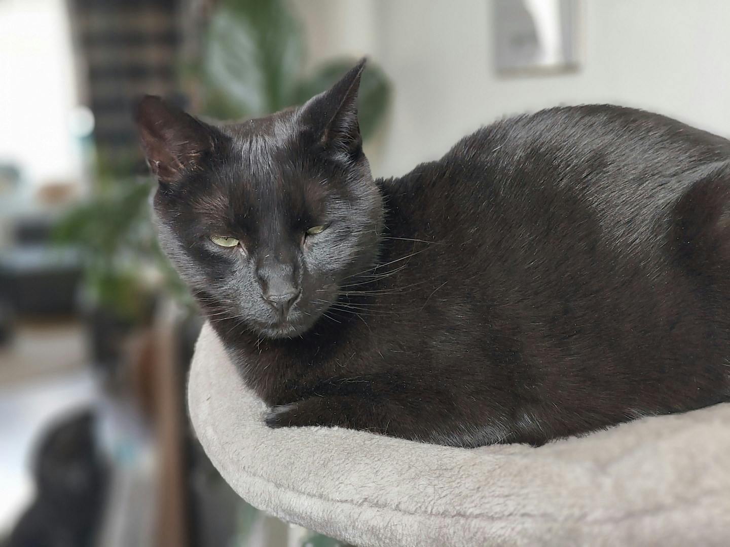 Ondanks dat Oppo z'n  camera 'AI Portrait Cam' bestempelt, is deze niet van hoogwaardige klasse.