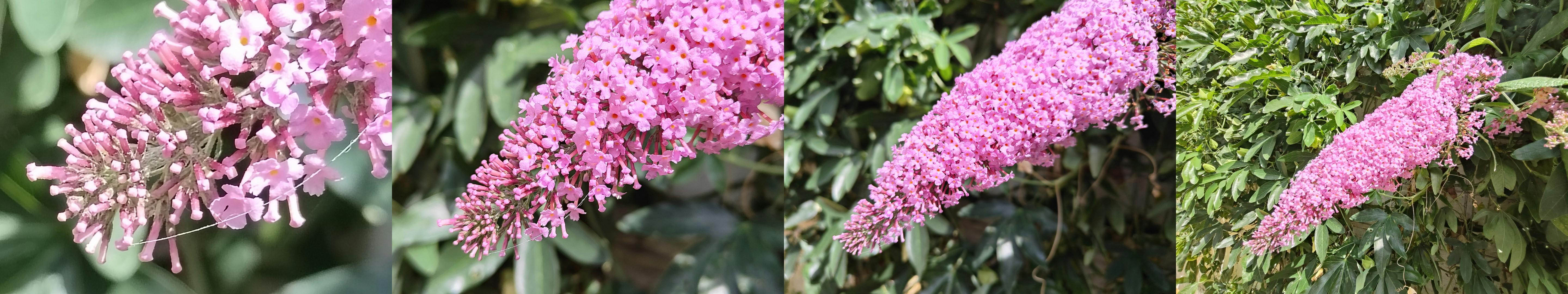 Van zoom tot groothoek. De uiterst linkse en rechtse foto's laten wel zichtbaar kwaliteitsverschil zien.