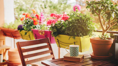 Planten op een balkon: waar moet je op letten en wat is geschikt voor jouw balkon?