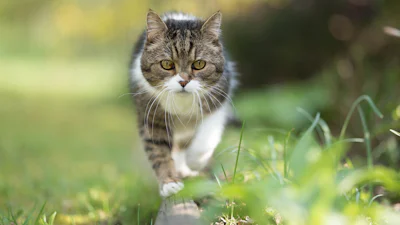 🐈 Last van katten in de tuin? Zo los je dat (poeslief) op