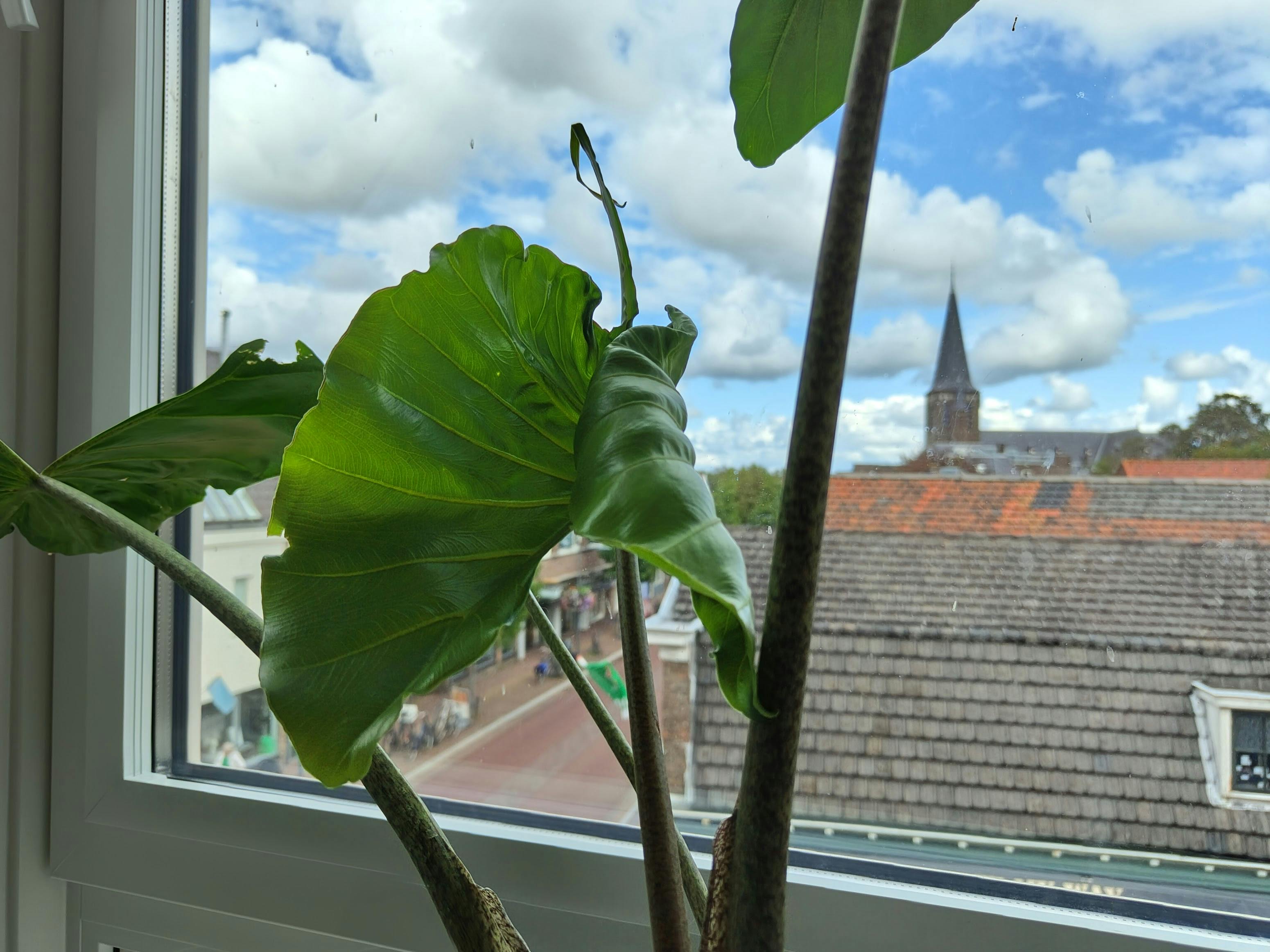 Kleuren worden realistisch vastgelegd, ook met een blauwe lucht op de achtergrond