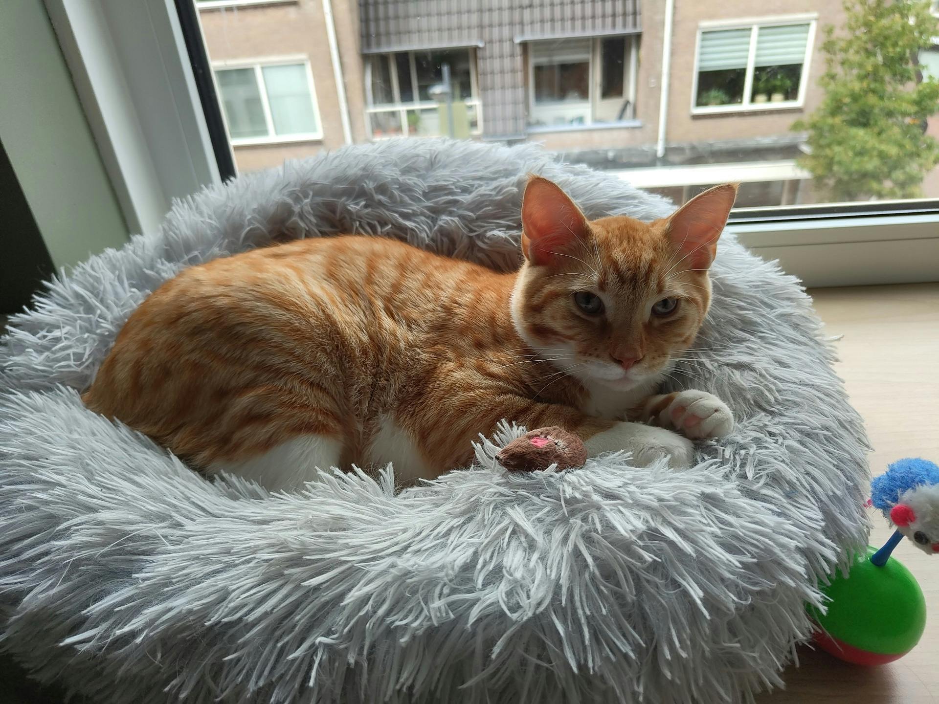 De kop van de kat had hier iets minder donker mogen zijn