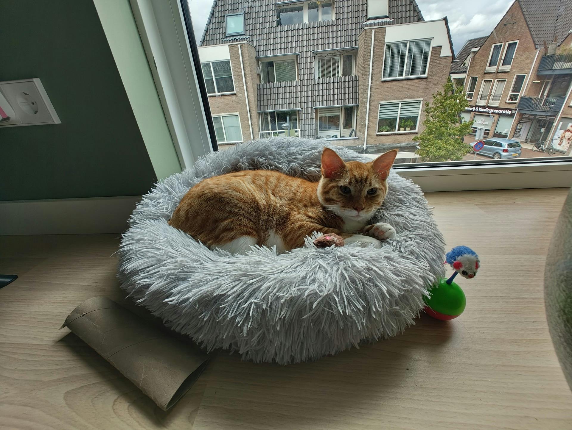 Met de groothoeklens zie je een groter deel van de omgeving. De kop van de kat is nog steeds nogal donker.