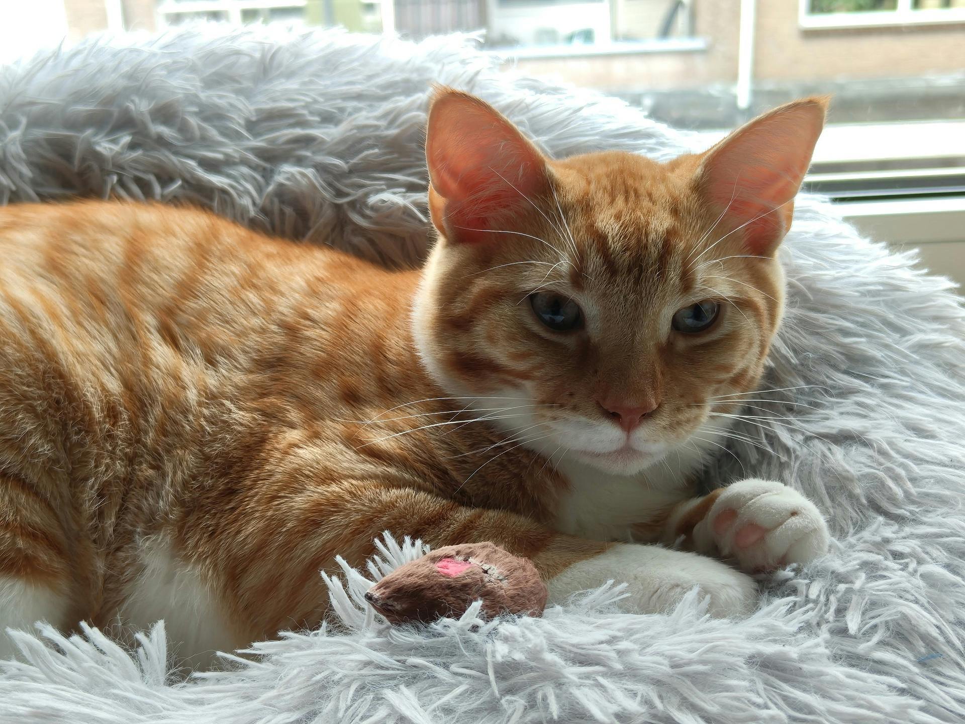 Op deze 2x-zoomfoto blijft de kop wat donker.