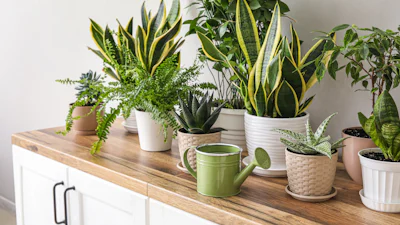 Planten die de lucht zuiveren: zin of onzin?