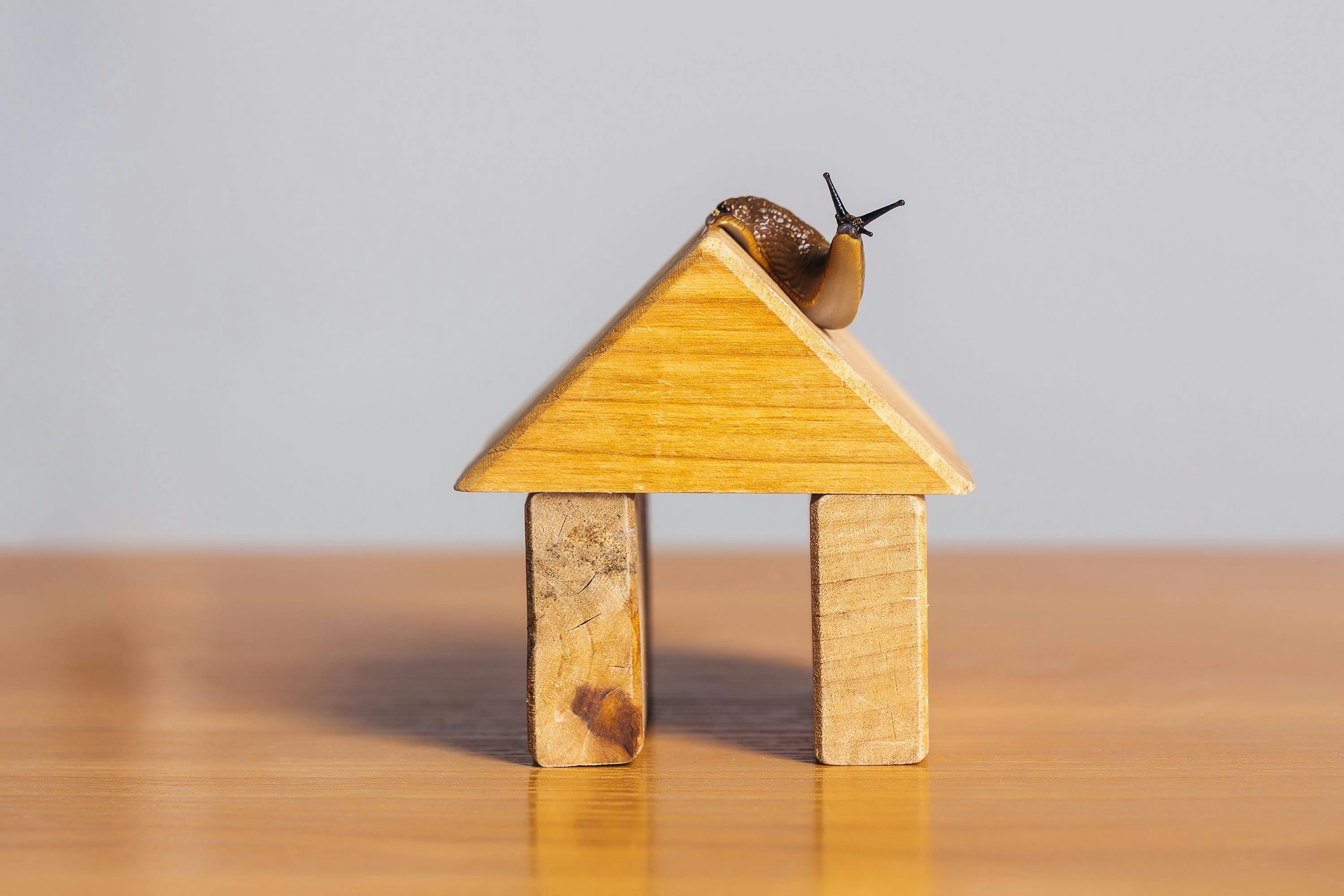 🐌 Slakken in huis? Zo kom je van deze slijmerige indringers af!