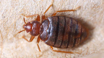 Zorgeloos slapen zonder bedwantsen: zo bestrijd je ze