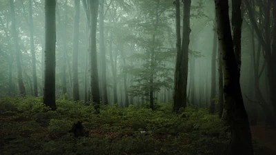 Herfst + mist = prachtige foto's in het bos (en zo maak je ze)