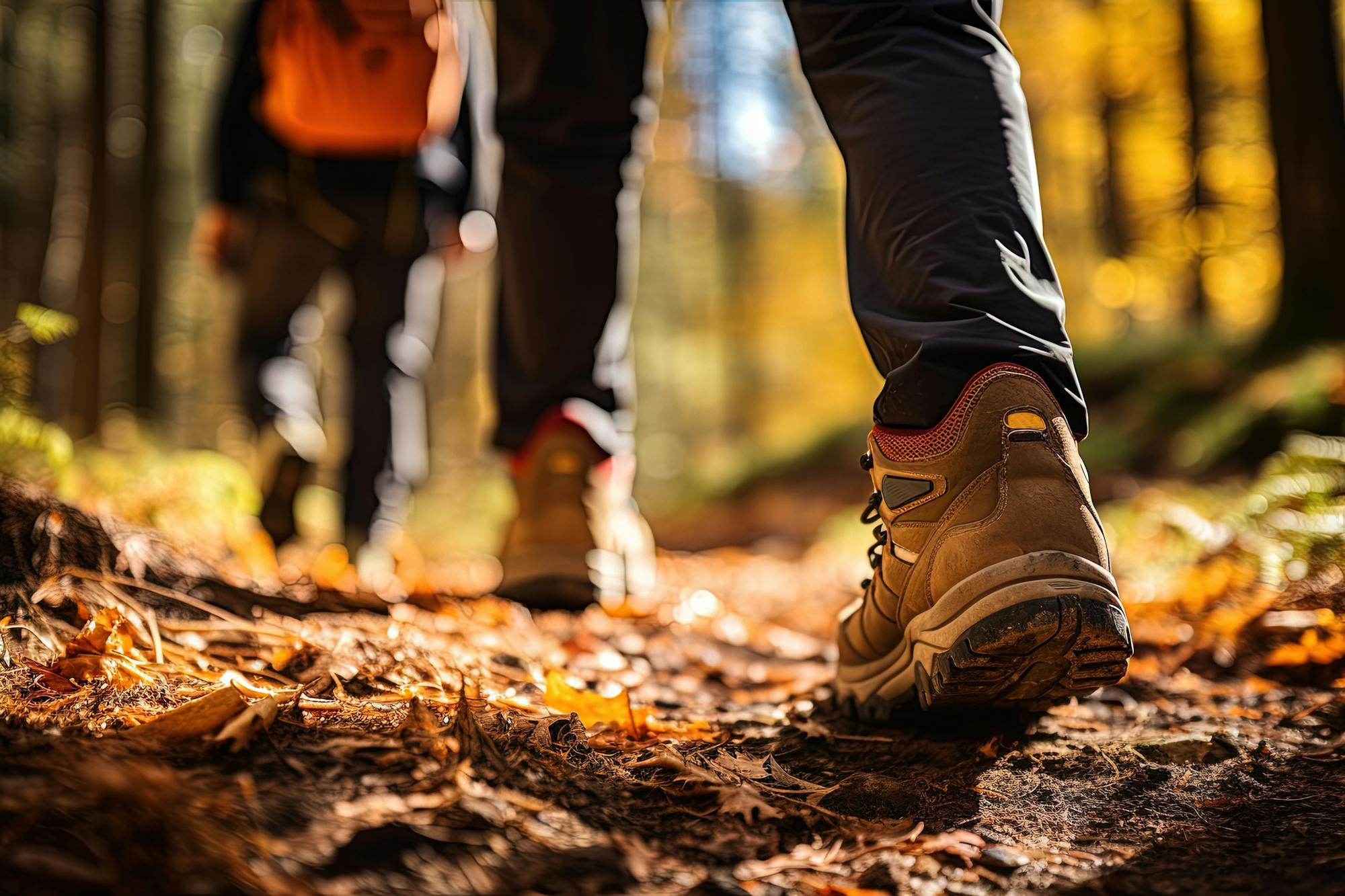 Wandelen in het bos in de herfst