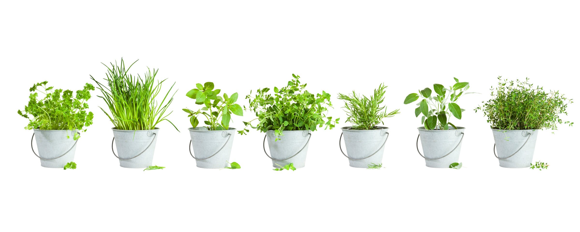 Een kruidentuin in je keuken: zo kweek je zelf de lekkerste verse kruiden
