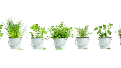 Een kruidentuin in je keuken: zo kweek je zelf de lekkerste verse kruiden