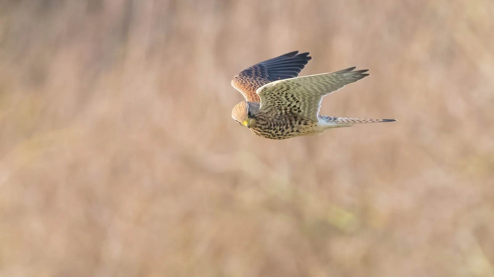 De slimme AI-ruisreductie in Lightroom