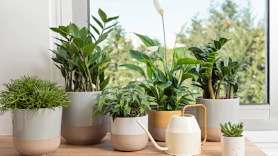 Planten in je smarthome: zo laat je je groene vrienden in leven